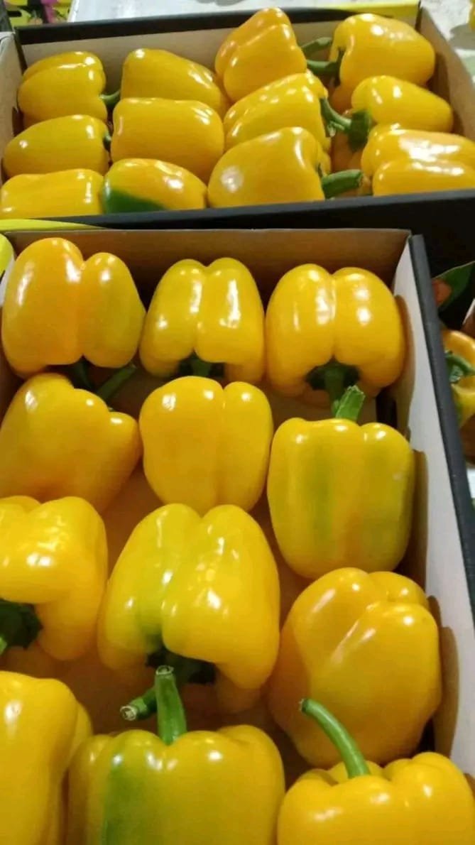 Capsicum