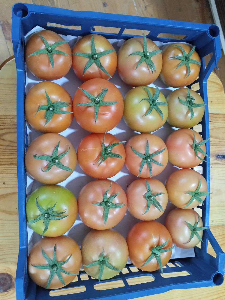 Tomato